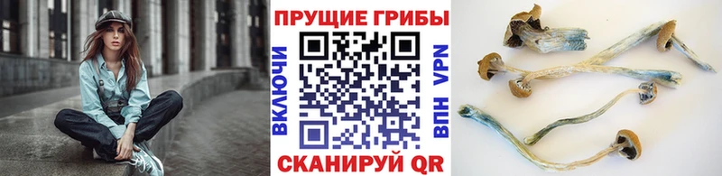 Галлюциногенные грибы Psilocybine cubensis Кировск